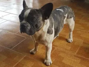 Cachorro raça Bulldog frances  idade 5 anos nome Fred