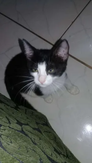 Gato raça  idade 2 a 6 meses nome Fofucho