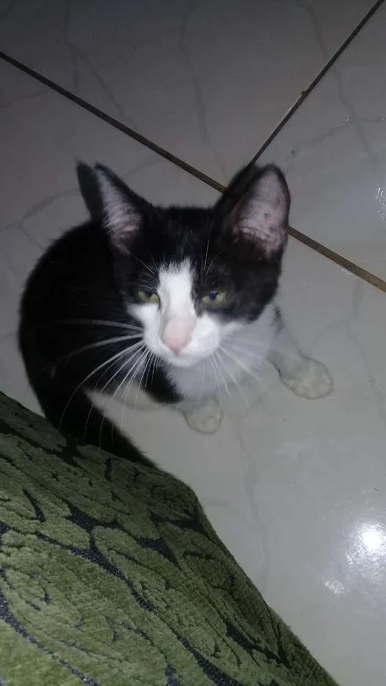 Gato ra a  idade 2 a 6 meses nome Fofucho