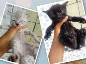 Gato raça Srd idade Abaixo de 2 meses nome Sem nomes