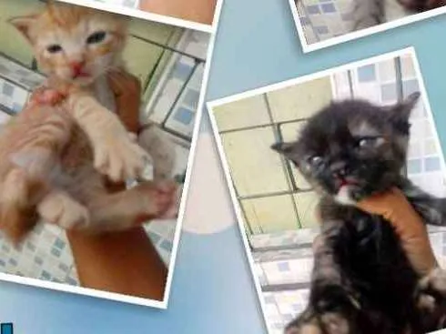 Gato raça Srd idade Abaixo de 2 meses nome Sem nomes