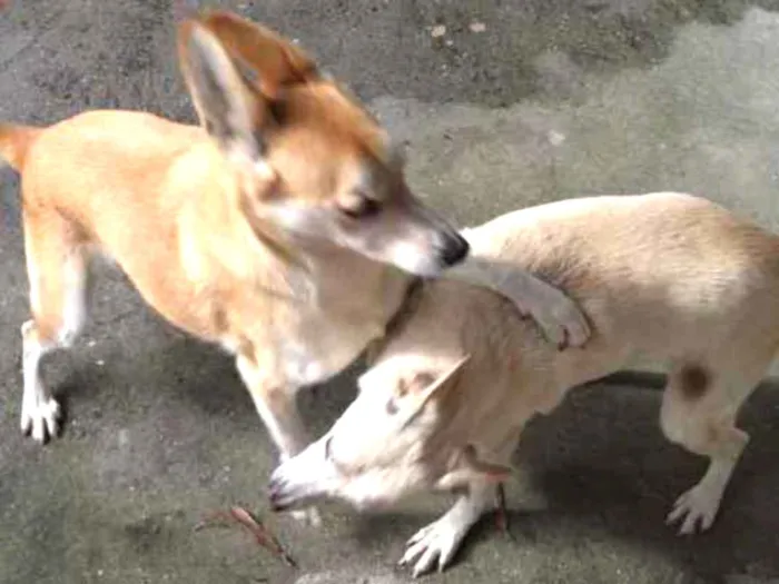 Cachorro ra a Sem raça definida idade 6 ou mais anos nome Laila lobinho irmãos