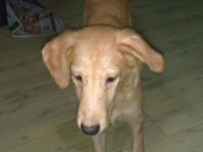 Cachorro ra a SRD idade 2 a 6 meses nome Brian