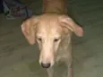 Brian