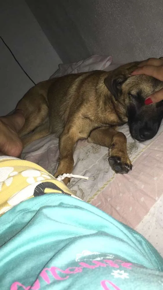 Cachorro ra a Vira lata idade 2 anos nome Lola 