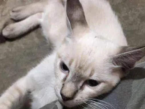 Gato ra a Gato de rua idade 1 ano nome Alex