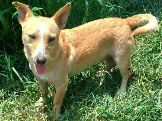 Cachorro ra a SRD idade 2 anos nome Pitico