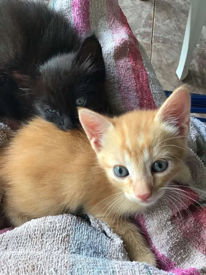 Gato ra a Comum idade Abaixo de 2 meses nome Carrapicho e Gigi