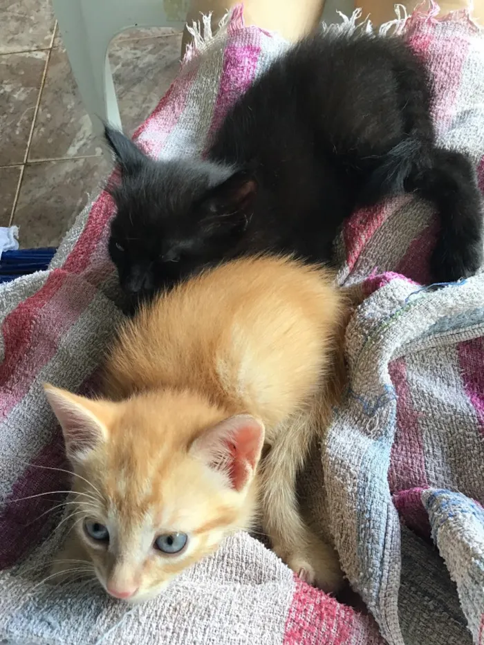 Gato ra a Comum idade Abaixo de 2 meses nome Carrapicho e Gigi