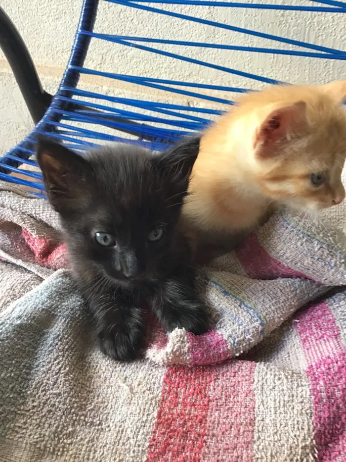 Gato ra a Comum idade Abaixo de 2 meses nome Carrapicho e Gigi