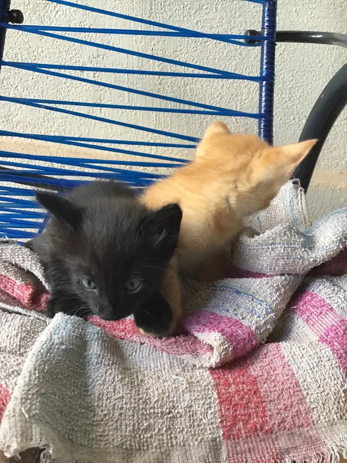 Gato ra a Comum idade Abaixo de 2 meses nome Carrapicho e Gigi