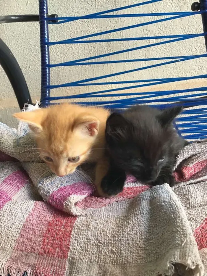 Gato ra a Comum idade Abaixo de 2 meses nome Carrapicho e Gigi