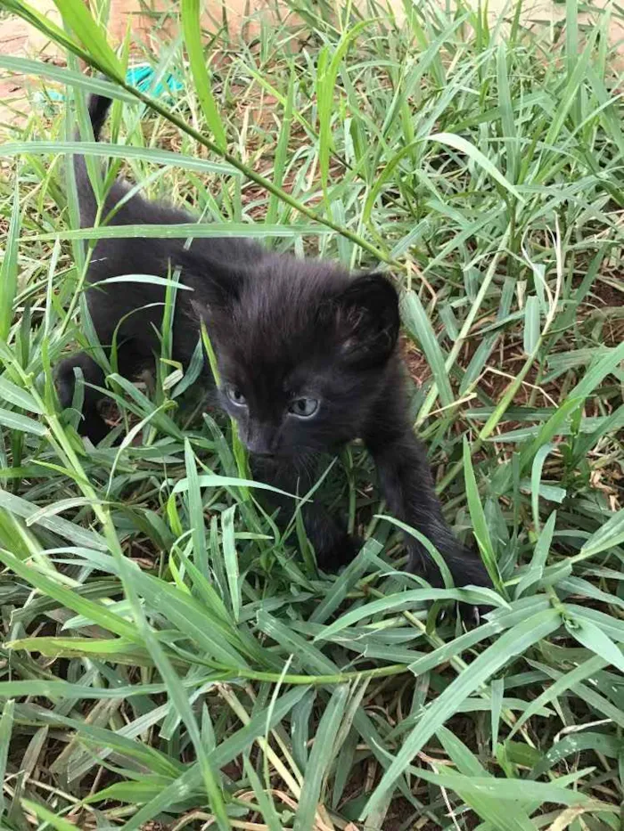 Gato ra a Comum idade Abaixo de 2 meses nome Carrapicho e Gigi