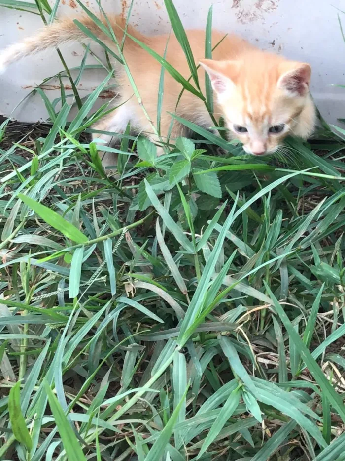 Gato ra a Comum idade Abaixo de 2 meses nome Carrapicho e Gigi