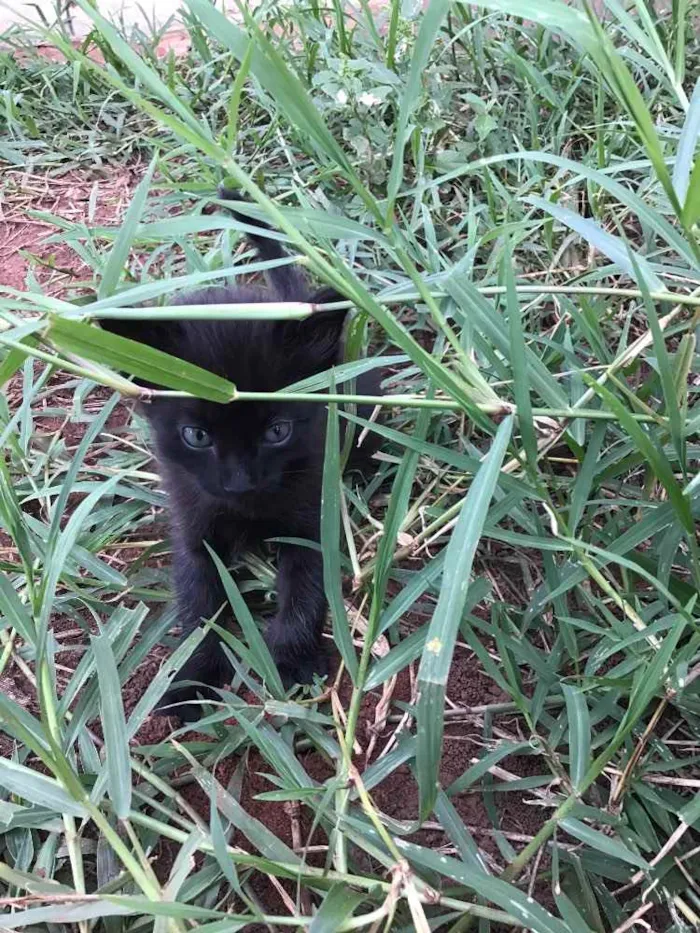 Gato ra a Comum idade Abaixo de 2 meses nome Carrapicho e Gigi