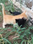 Carrapicho e Gigi