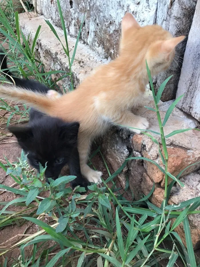 Gato ra a Comum idade Abaixo de 2 meses nome Carrapicho e Gigi