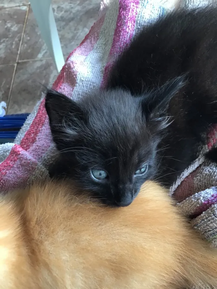 Gato ra a Comum idade Abaixo de 2 meses nome Carrapicho e Gigi