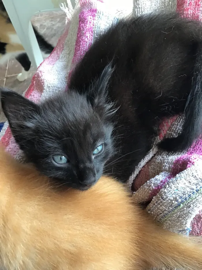 Gato ra a Comum idade Abaixo de 2 meses nome Carrapicho e Gigi