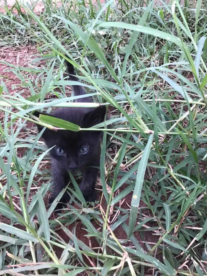 Gato ra a Comum idade Abaixo de 2 meses nome Carrapicho e Gigi