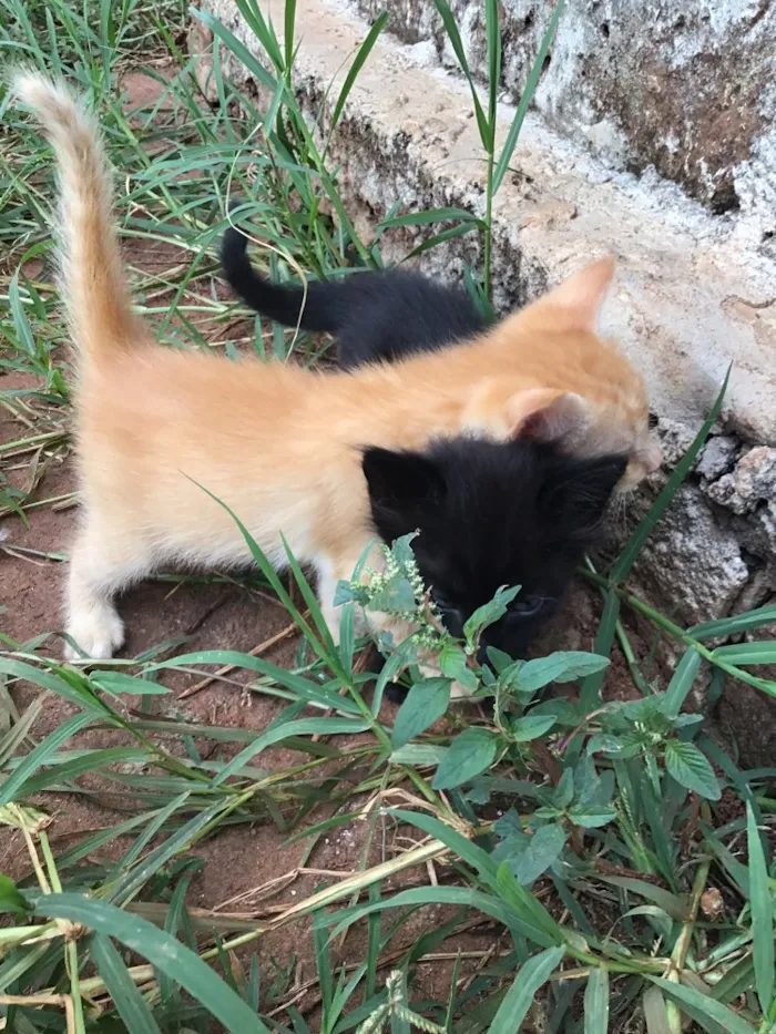 Gato ra a Comum idade Abaixo de 2 meses nome Carrapicho e Gigi