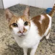 Luan
