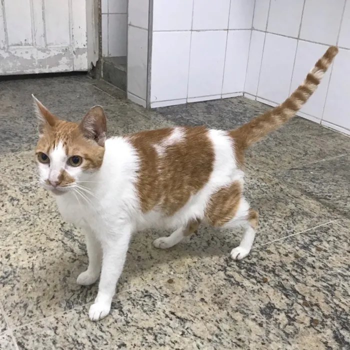 Gato ra a SRD idade 2 anos nome Luan