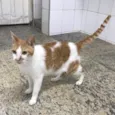 Luan
