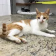 Luan