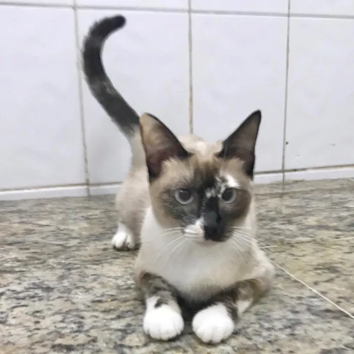 Gato ra a SRD idade 1 ano nome Yasmin