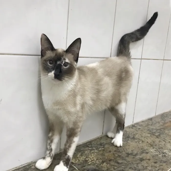Gato ra a SRD idade 1 ano nome Yasmin