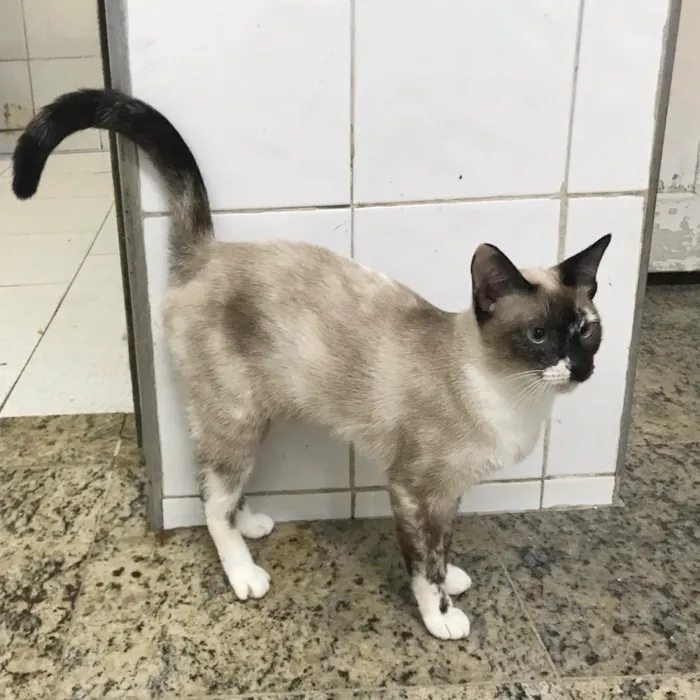 Gato ra a SRD idade 1 ano nome Yasmin