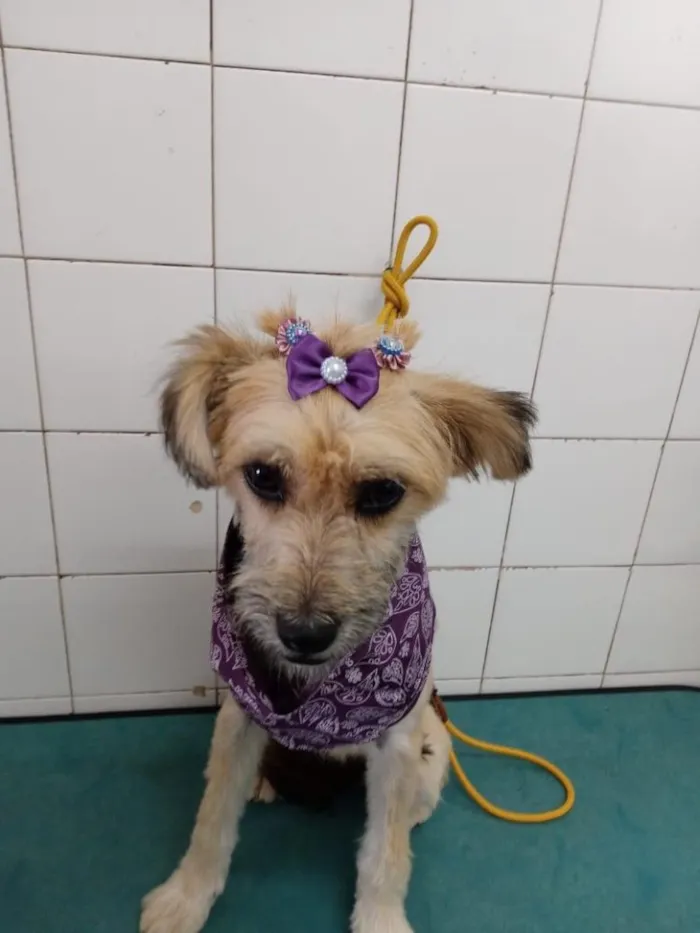 Cachorro ra a Sem raça idade 7 a 11 meses nome Pitu