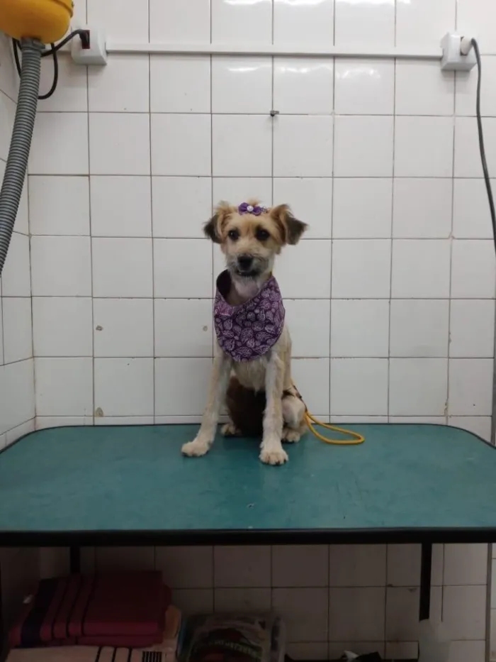 Cachorro ra a Sem raça idade 7 a 11 meses nome Pitu