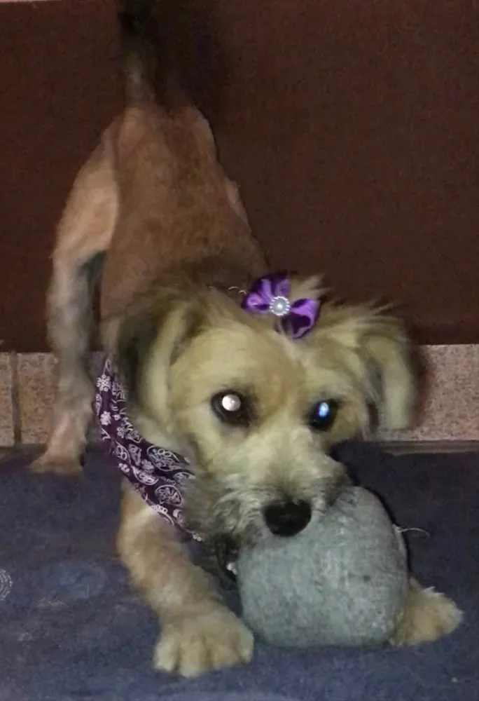 Cachorro ra a Sem raça idade 7 a 11 meses nome Pitu
