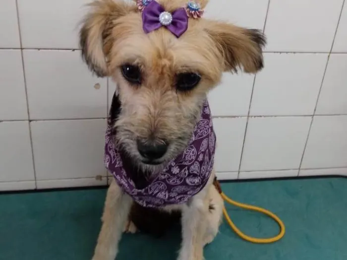 Cachorro ra a Sem raça idade 7 a 11 meses nome Pitu