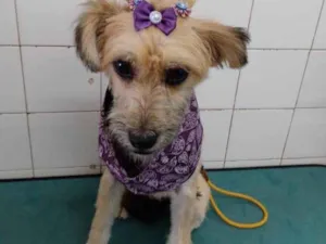 Cachorro raça Sem raça idade 7 a 11 meses nome Pitu