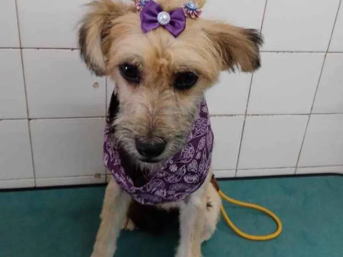 Cachorro ra a Sem raça idade 7 a 11 meses nome Pitu