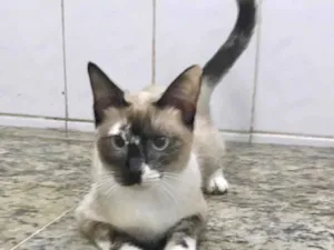 Gato raça SRD idade 1 ano nome Yasmin