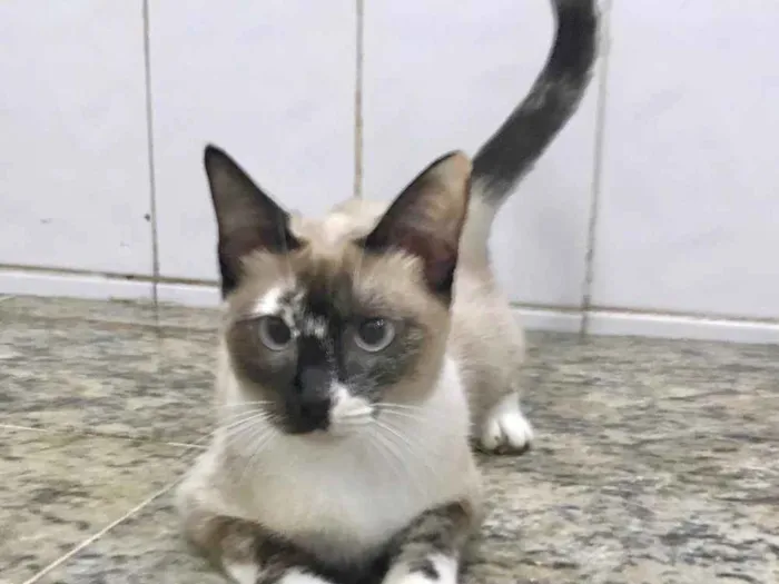Gato ra a SRD idade 1 ano nome Yasmin