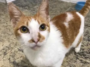 Gato raça SRD idade 2 anos nome Luan