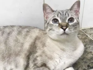 Gato raça SRD idade 3 anos nome Manú (Manoela)