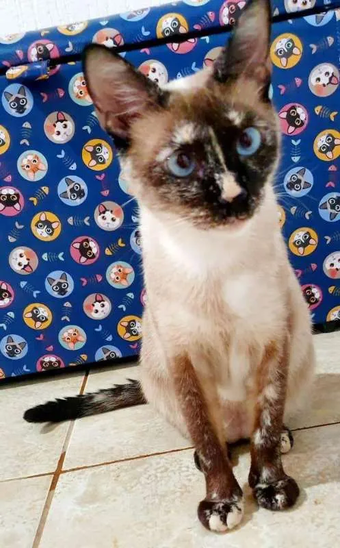 Cachorro ra a SRD idade 3 anos nome Belinha