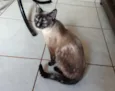 Belinha