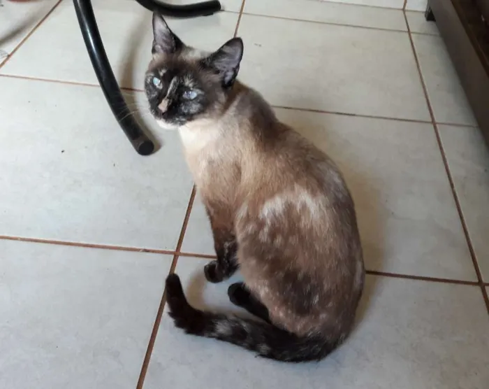 Cachorro ra a SRD idade 3 anos nome Belinha