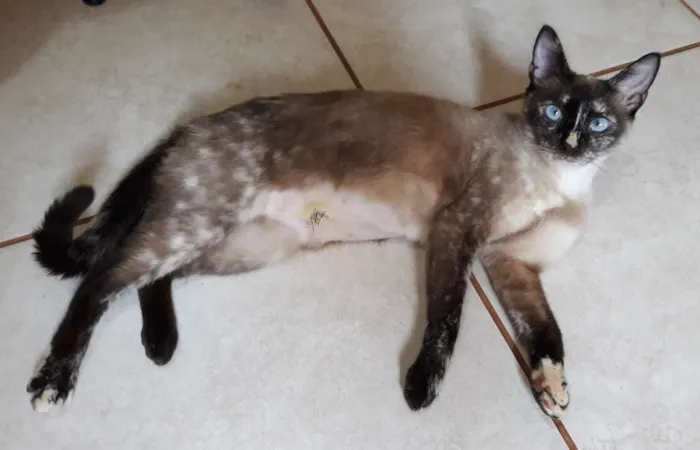 Cachorro ra a SRD idade 3 anos nome Belinha