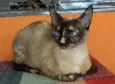 Belinha