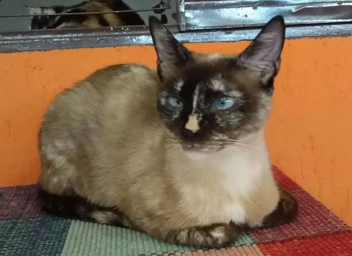 Cachorro ra a SRD idade 3 anos nome Belinha