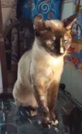 Belinha