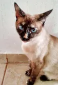 Belinha